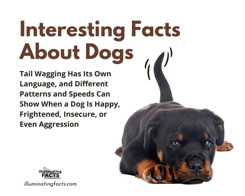 Tail Wagging Has Its Own Language, and Different Patterns and Speeds Can Show When a Dog Is Happy, Frightened, Insecure, or Even Aggression