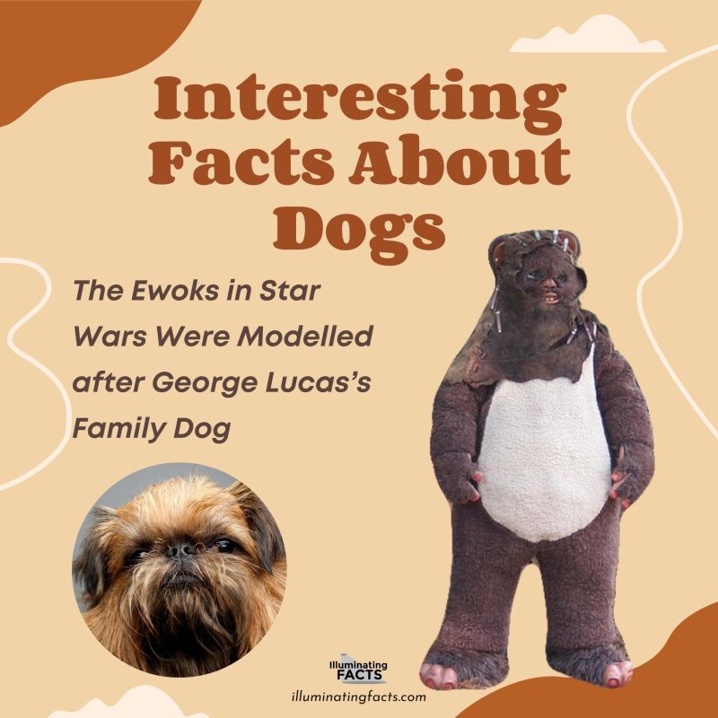 The Ewoks in Star Wars Were Modelled after George Lucas’s Family Dog
