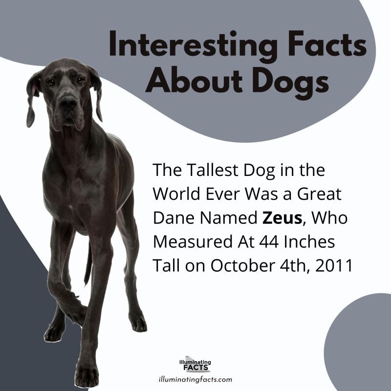 The Tallest Dog in the World Ever Was a Great Dane Named Zeus, Who Measured At 44 Inches Tall on October 4th, 2011