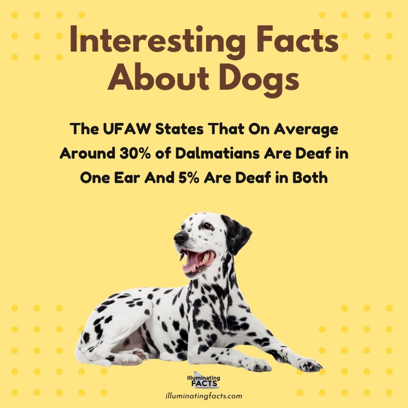 The UFAW States That On Average Around 30% of Dalmatians Are Deaf in One Ear And 5% Are Deaf in Both