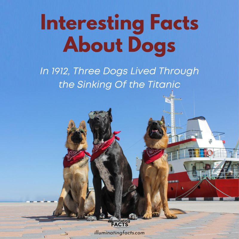 In 1912, Three Dogs Lived Through the Sinking Of the Titanic