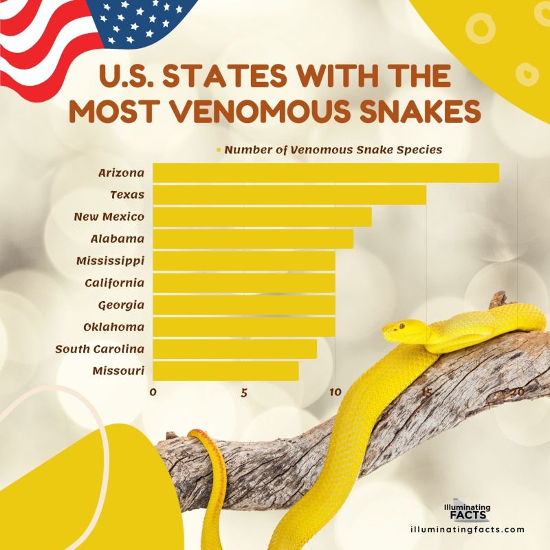 US States with the most venomous snake species