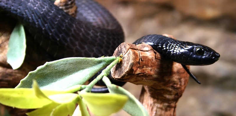 a Black Mamba snake