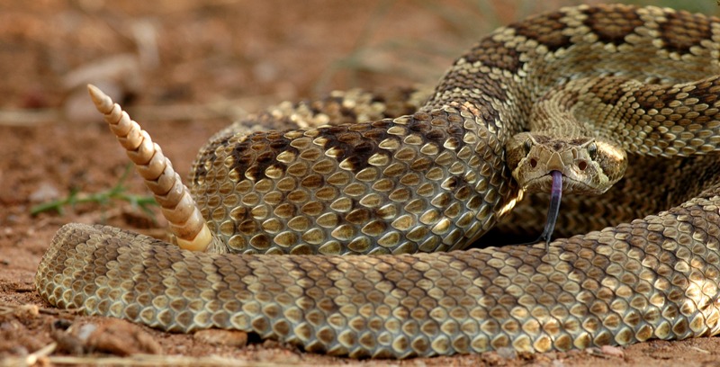 a Mojave green rattlesnake