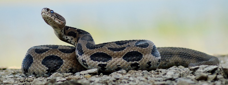 a Russell’s Viper snake