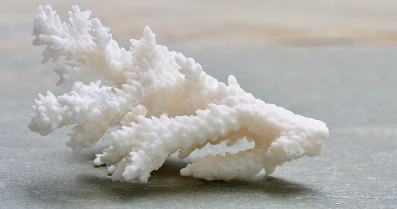 a bleached and dead coral