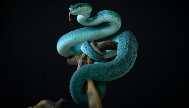 a blue snake