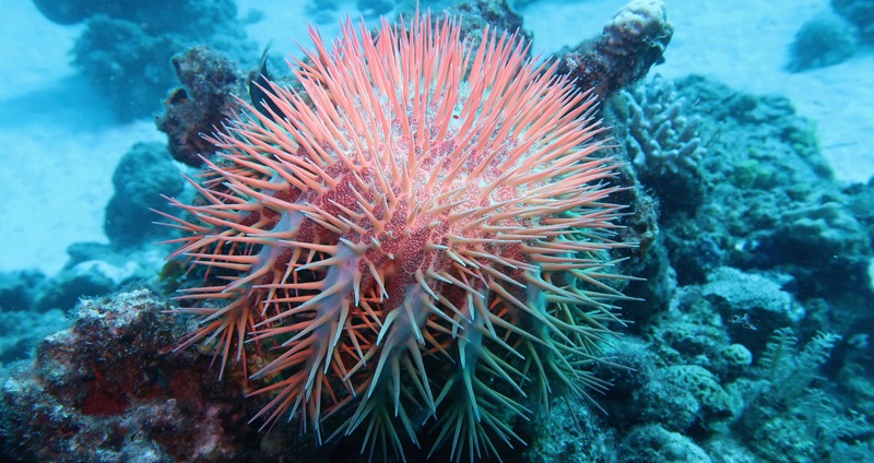 a crown-of-thorns starfish