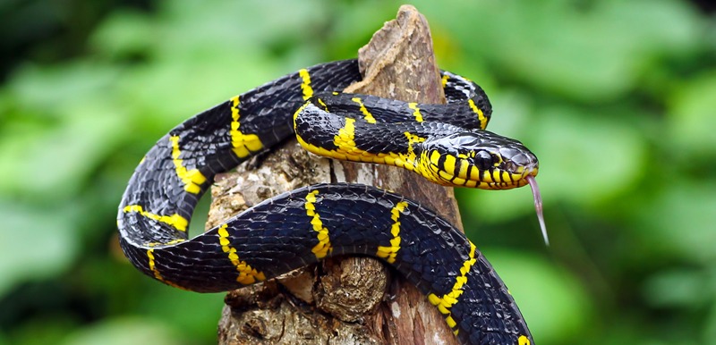 a gold-ringed snake