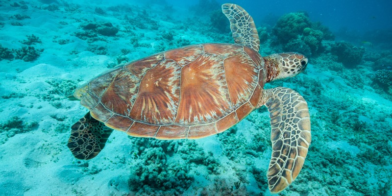 a green turtle swimming