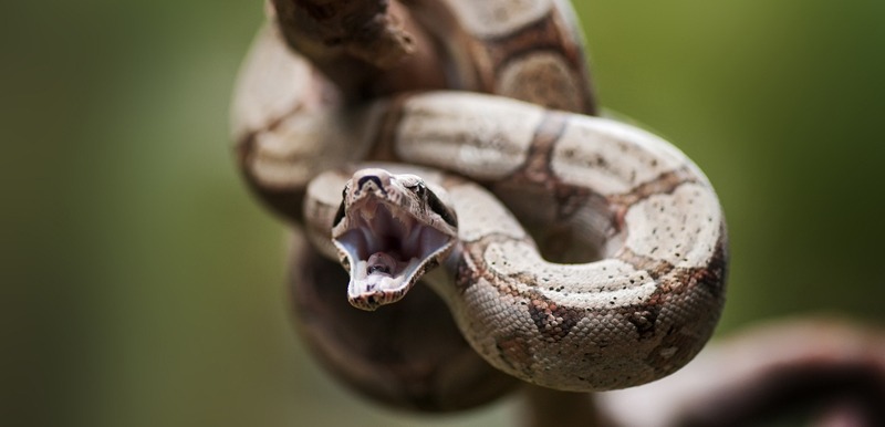 a red-tailed boa