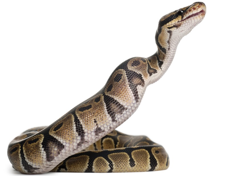 a royal python