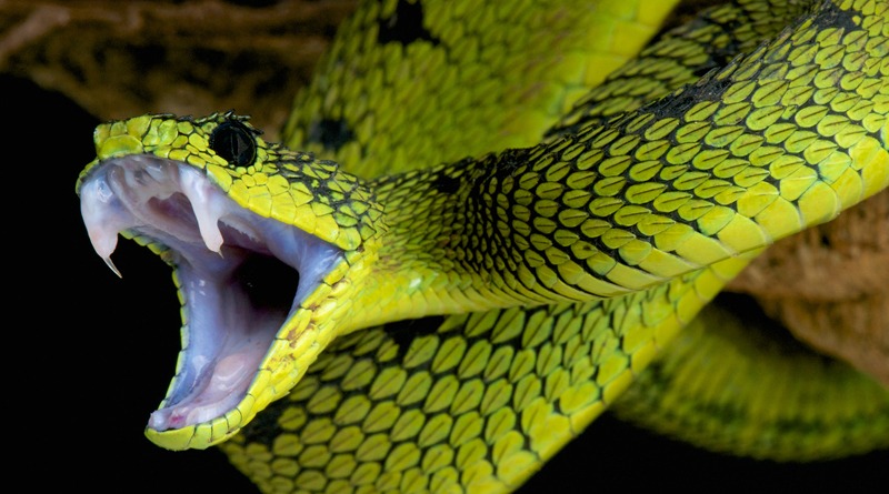 a venomous snake
