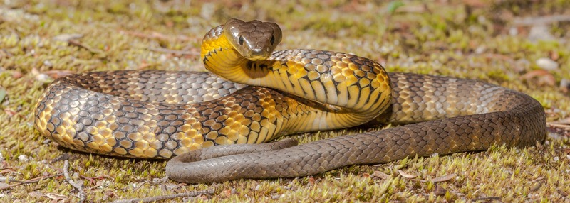 an Eastern Tiger Snake