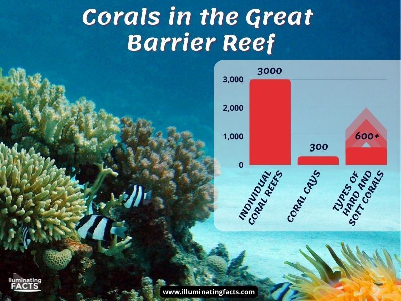 corals in the great barrier reef