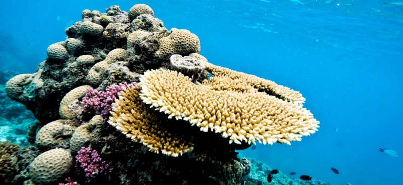 hard corals in the Great Barrier Reef