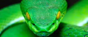 a large green-eyed Green pit-viper