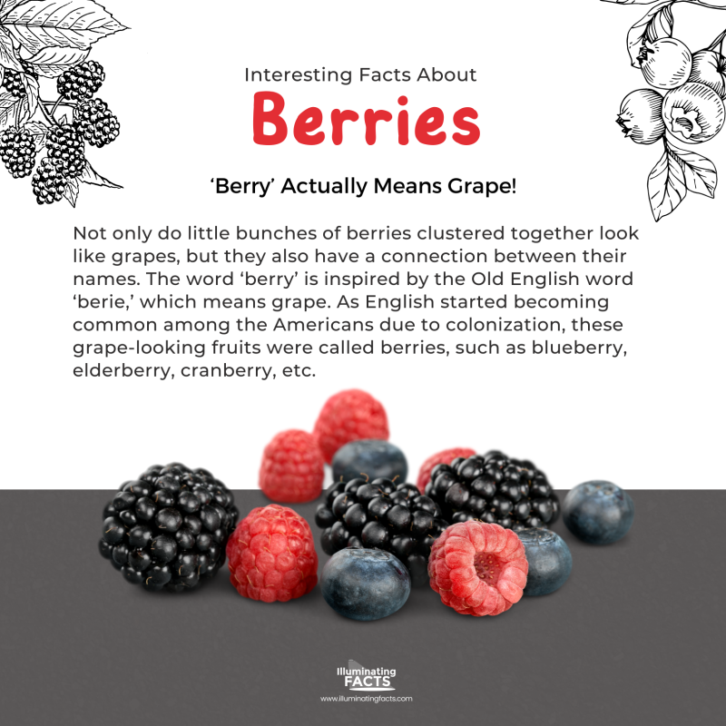‘Berry’ Actually Means Grape!