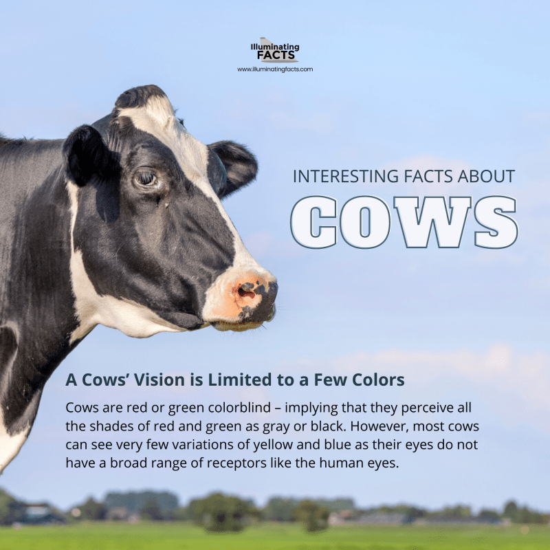 A Cow's Vision is Limited to a Few Colors 