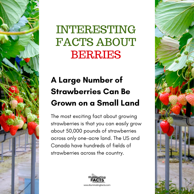 A Large Number of Strawberries Can Be Grown on a Small Land