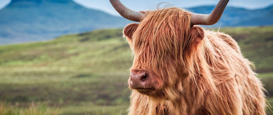A-Scottish-Highland-cow