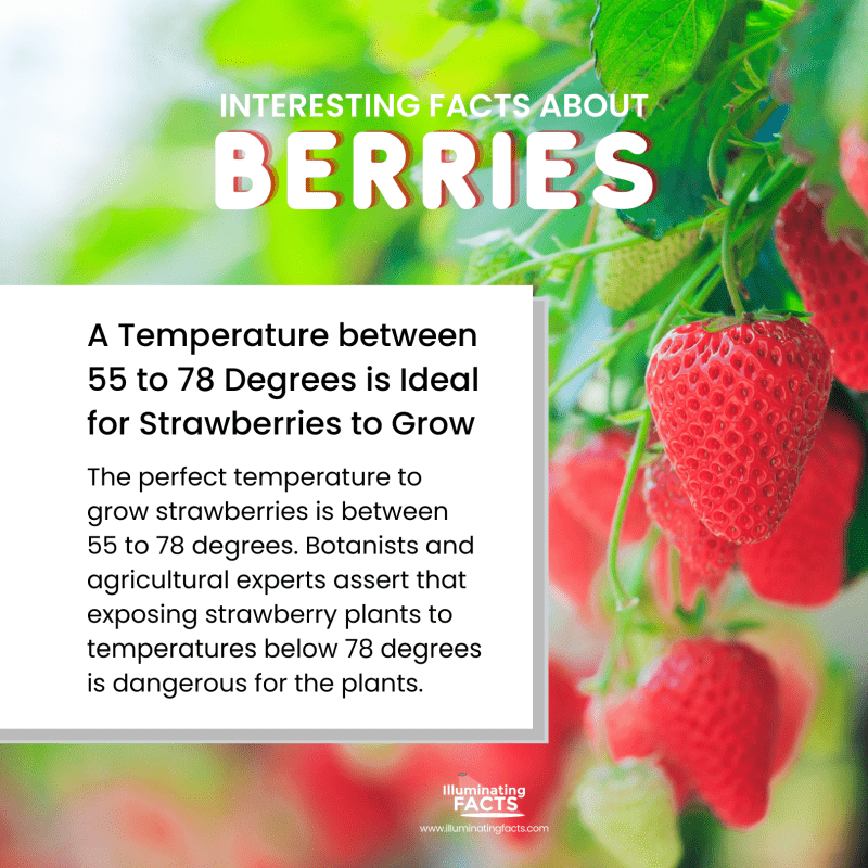 A Temperature between 55 to 78 Degrees is Ideal for Strawberries to Grow