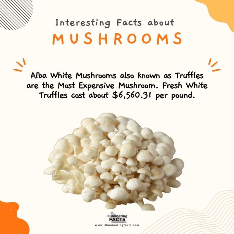 Alba White Mushroom is the Most Expensive Mushroom