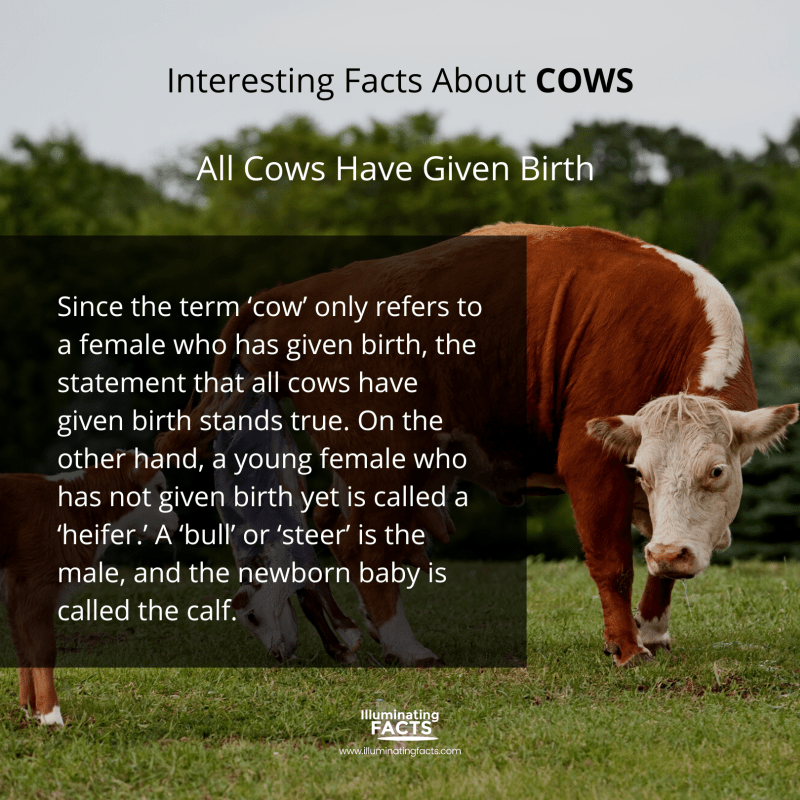 All Cows Have Given Birth 