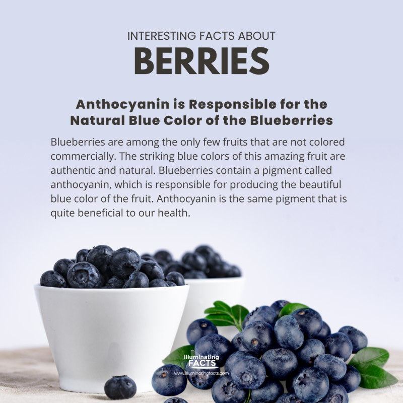Anthocyanin is Responsible for the Natural Blue Color of the Blueberries