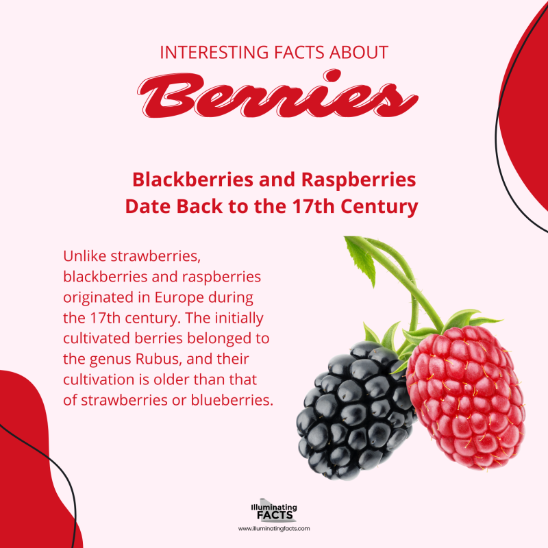 Blackberries and Raspberries Date Back to the 17th Century 