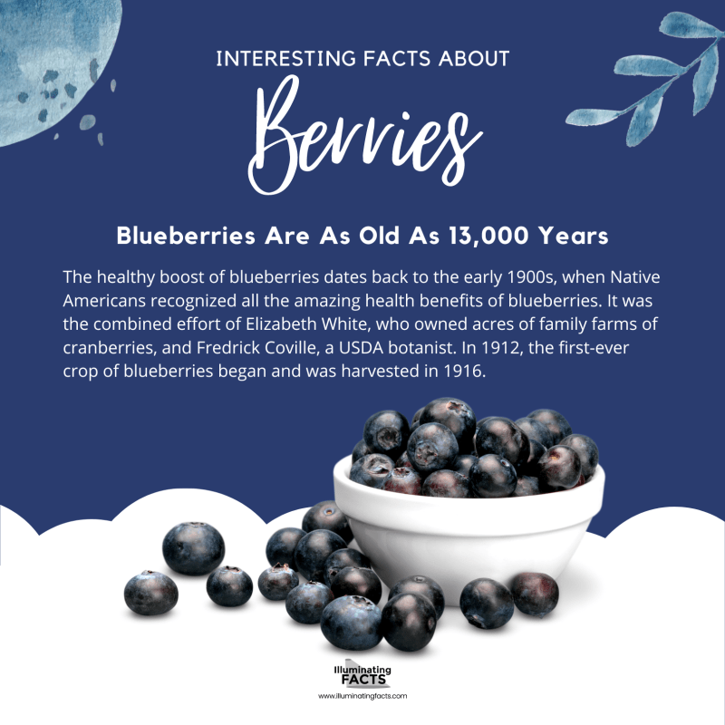 Blueberries Are As Old As 13,000 Years