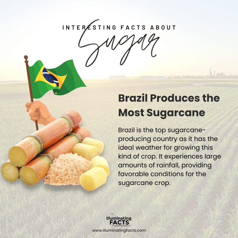 Brazil Produces the Most Sugarcane 