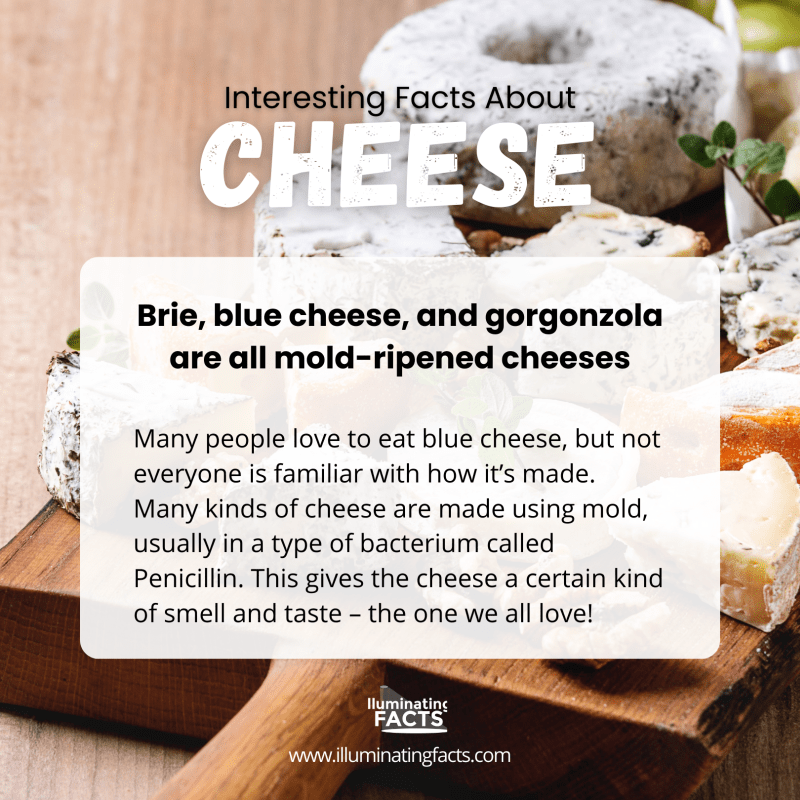 Brie, blue cheese, and gorgonzola are all mold-ripened cheeses
