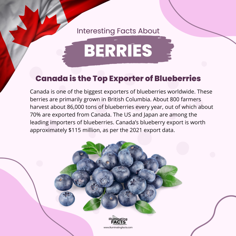 Canada is the Top Exporter of Blueberries