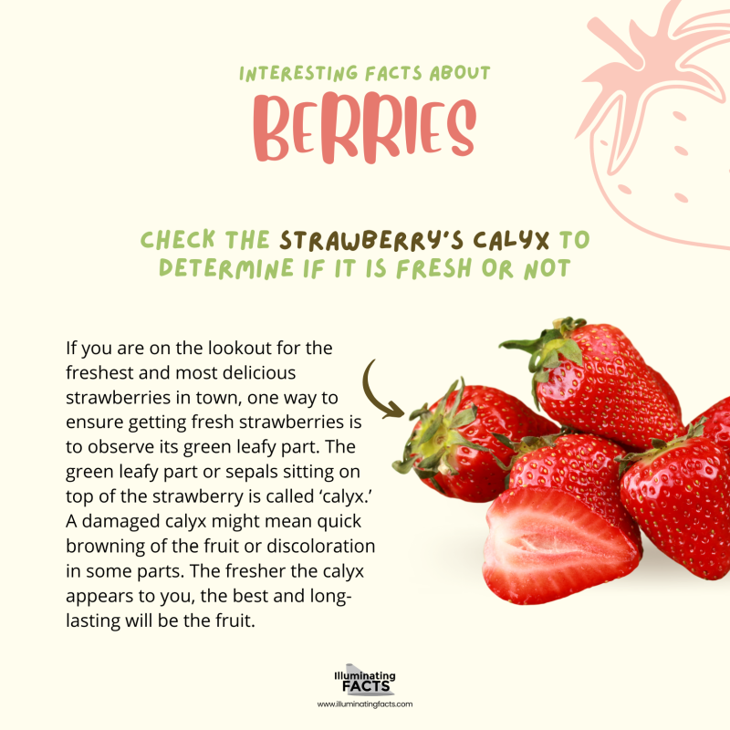 Check the Strawberry’s Calyx to Determine if it is fresh or not
