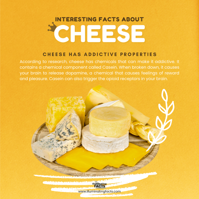 Cheese has addictive properties