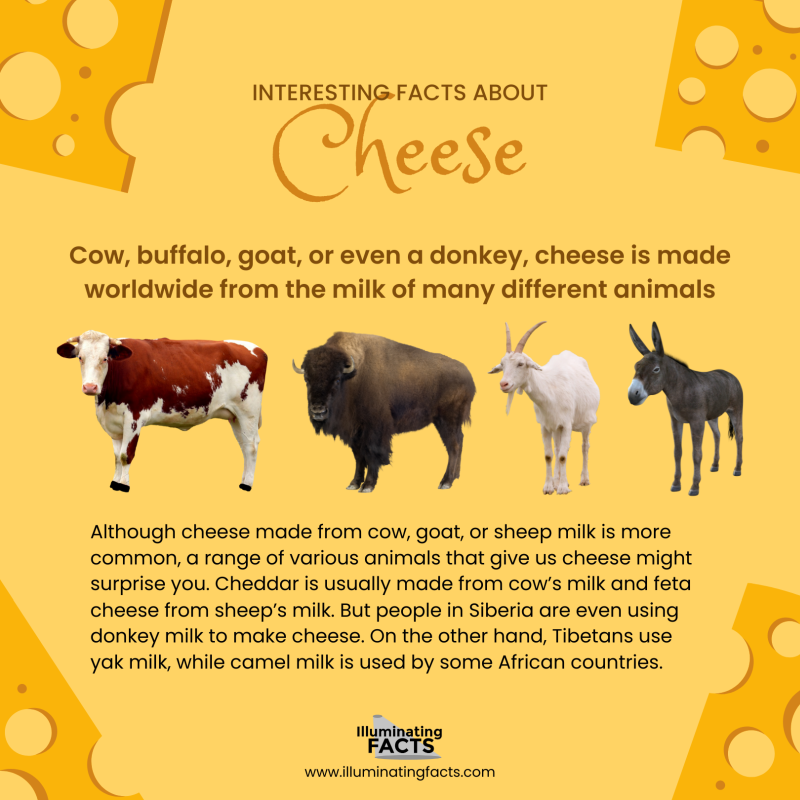 Cow, buffalo, goat, or even a donkey, cheese is made worldwide from the milk of many different animals