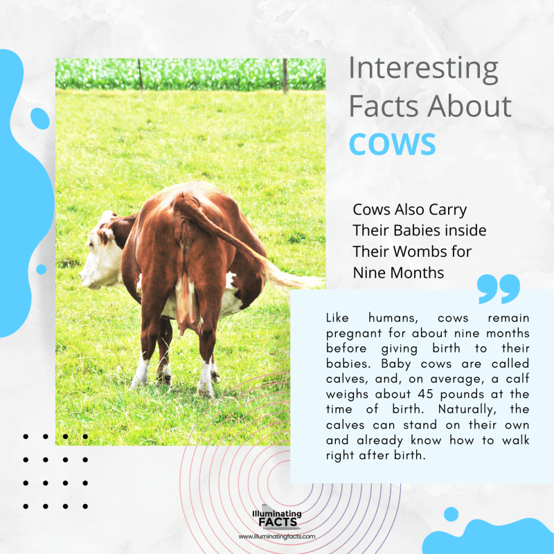 Cows Also Carry Their Babies inside Their Wombs for Nine Months 