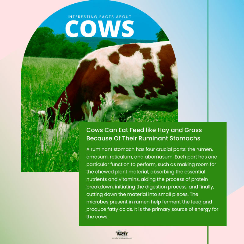 Cows Can Eat Feed like Hay and Grass Because Of Their Ruminant Stomachs 