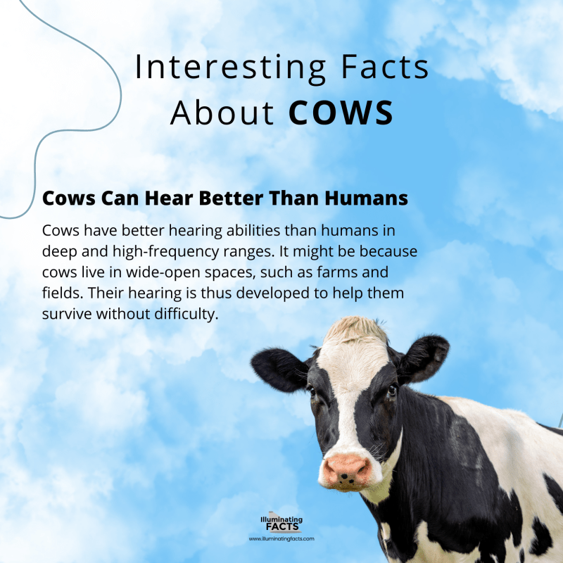 Cows Can Hear Better Than Humans 