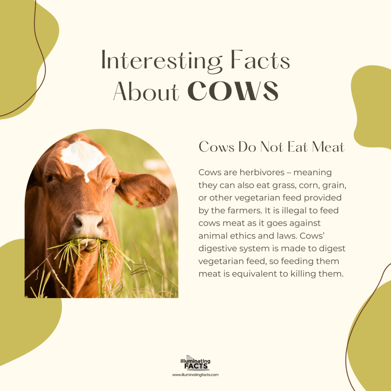Cows Do Not Eat Meat 
