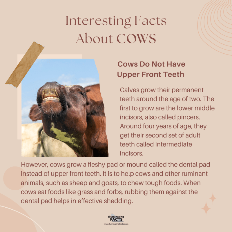 Cows Do Not Have Upper Front Teeth 