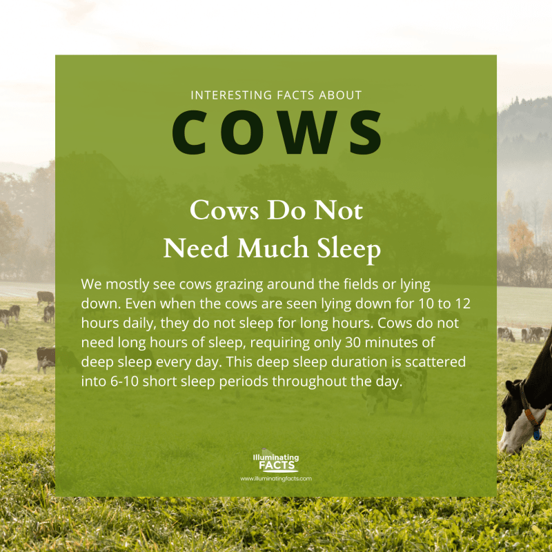 Cows Do Not Need Much Sleep 