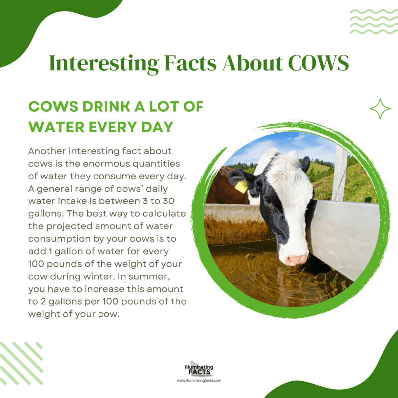 Cows Drink a Lot of Water Every Day 