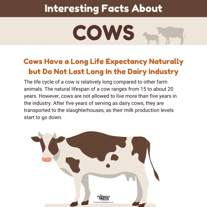 Cows Have a Long Life Expectancy Naturally but Do Not Last Long In the Dairy Industry 