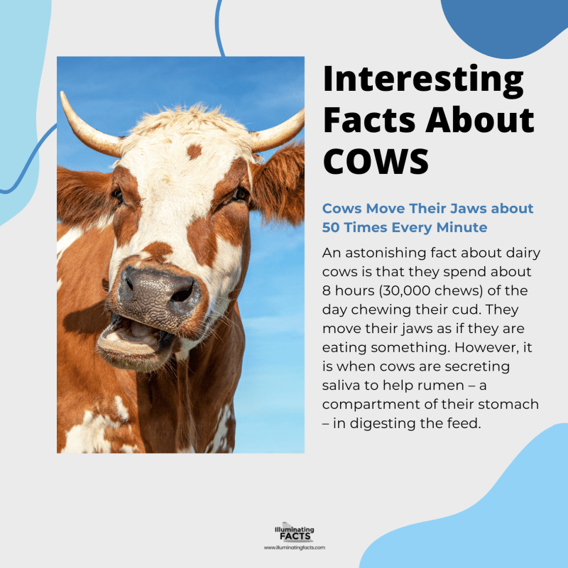 Cows Move Their Jaws about 50 Times Every Minute 
