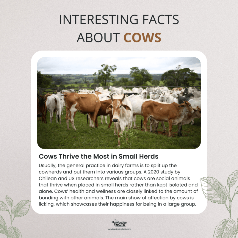 Cows Thrive the Most in Small Herds 