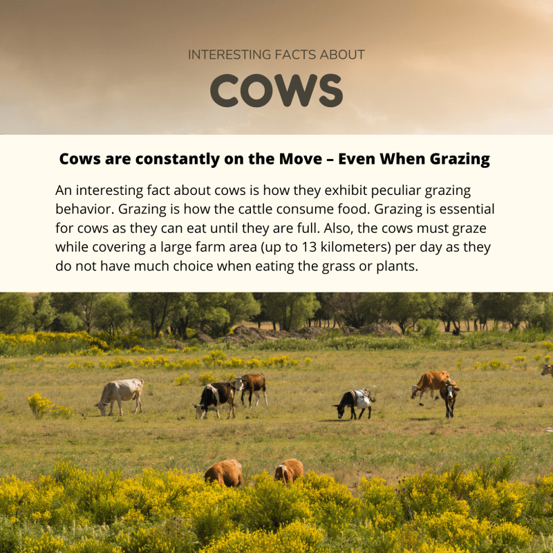 Cows are constantly on the Move – Even When Grazing 