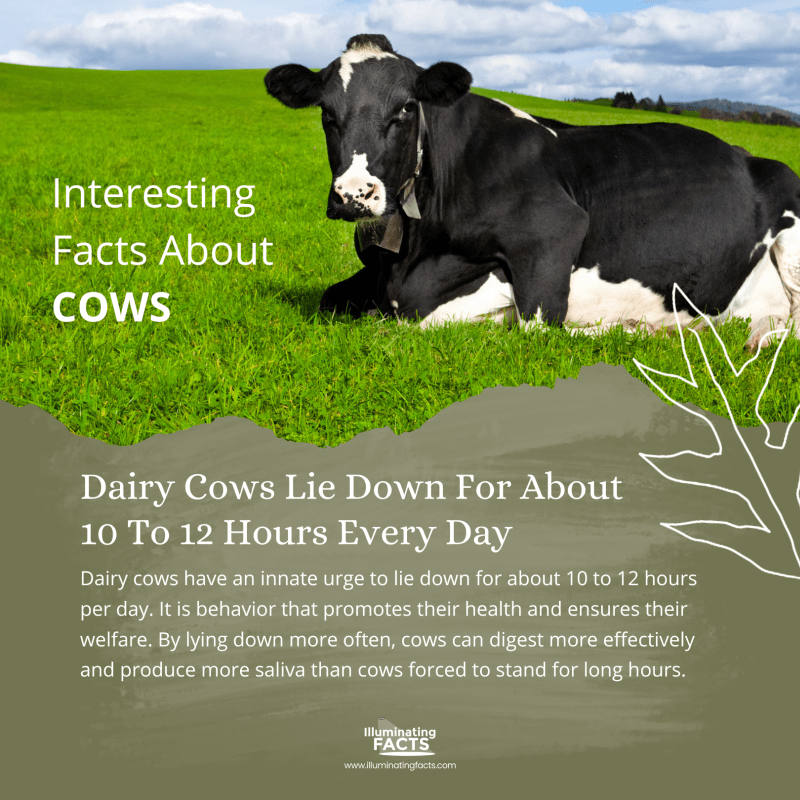 Dairy Cows Lie Down For About 10 To 12 Hours Every Day 
