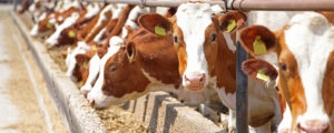 Dairy farm, Simmental cattle, feeding cows on a farm